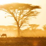 Carlos Perez Naval/GDT ENJ 2016