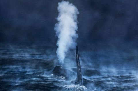 Audun Rikardsen/GDT ENJ 2016