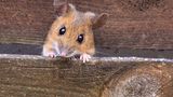 Waldmaus