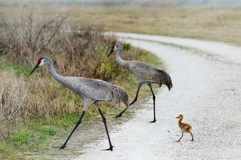 Kanadakranich Eltern mit einem Küken laufen durch die Natur