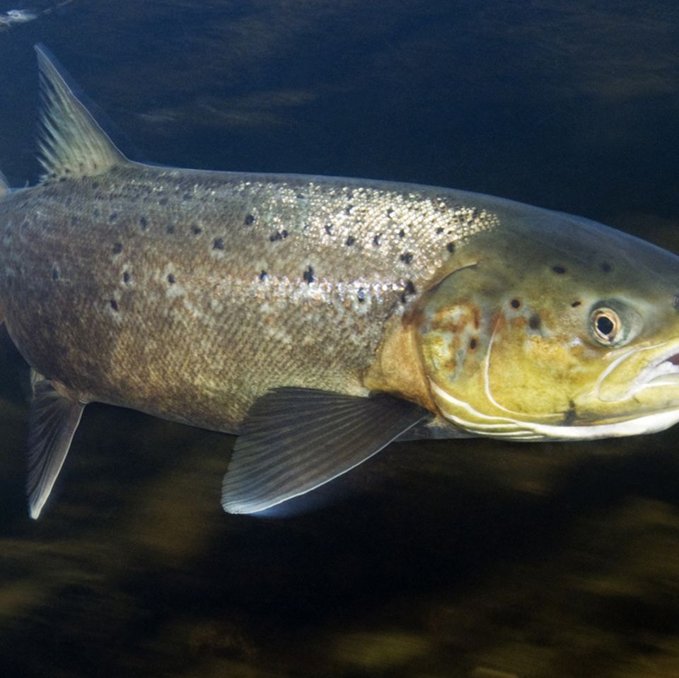Atlantischer Lachs