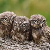 junge Steinkäuze