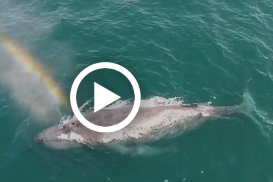 Wal pustet Regenbogen