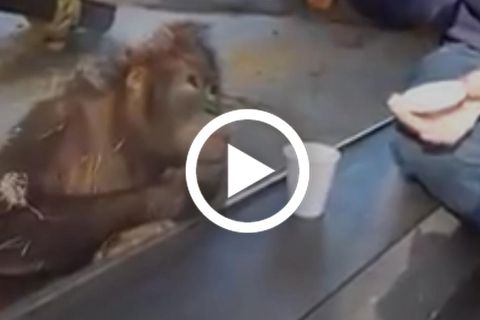 Urang Utan findet Zaubertrick unfassbar lustig