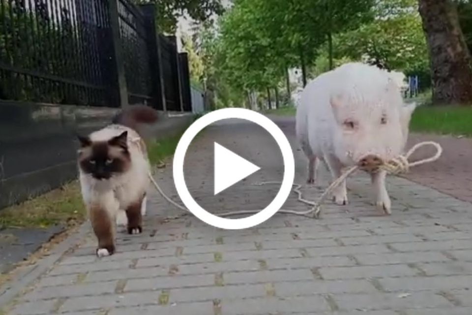 Schwein führt eine Katze Spazieren
