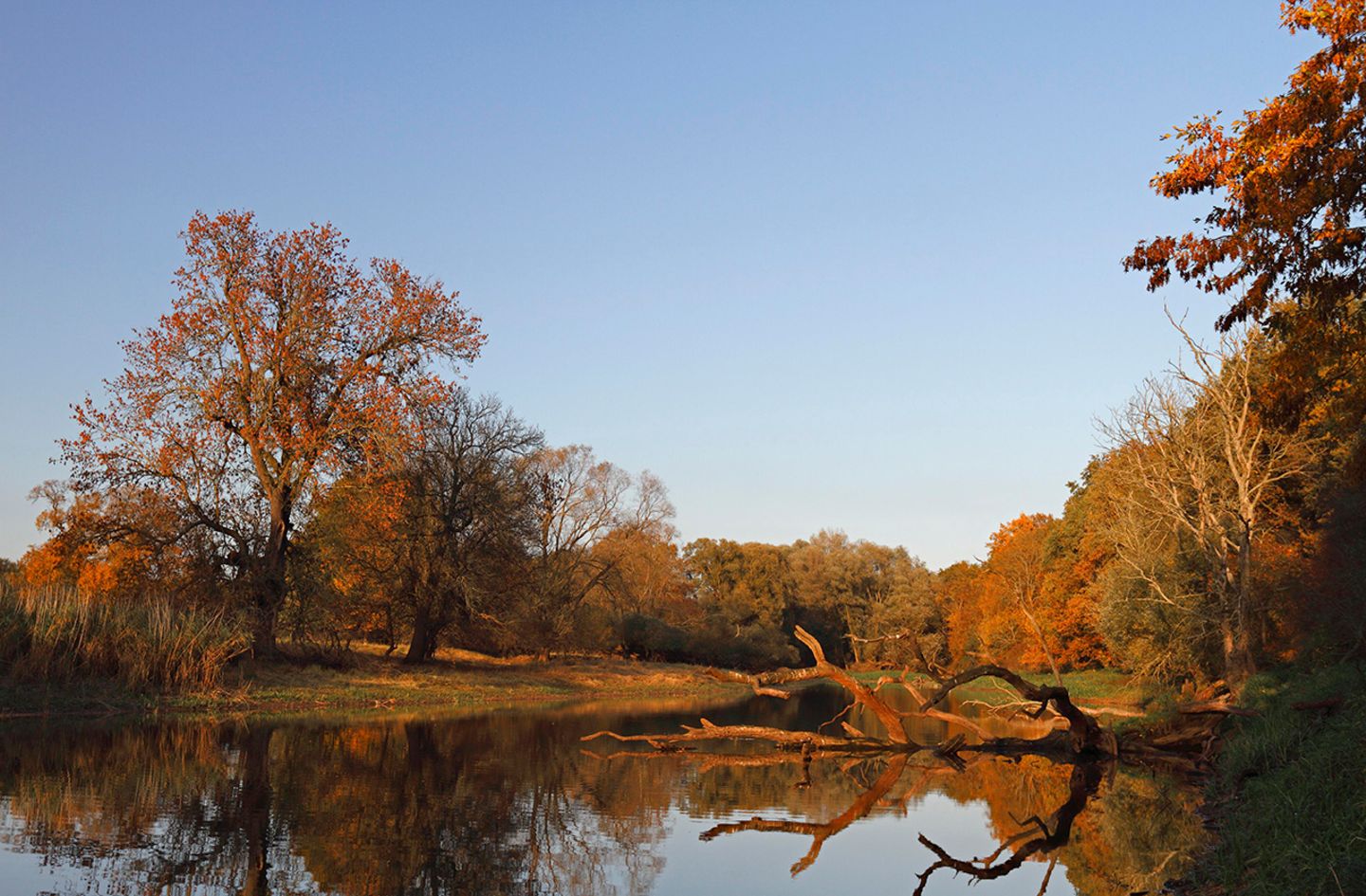 Altwasserarm der Flussauenlandschaft im herbstlichen Abendlicht, Biosphärenreservat Mittlere Elbe