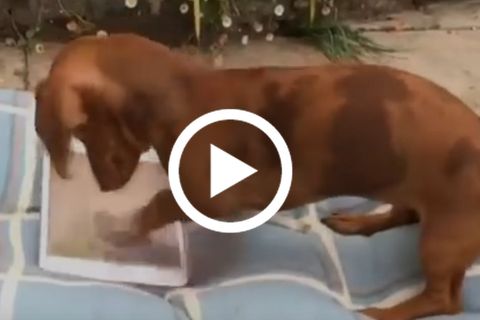 Hund spielt auf dem iPad