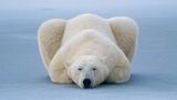 Eisbär