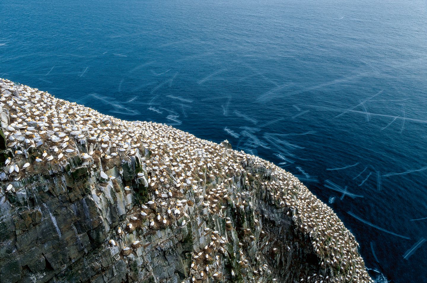Basstölpelkolonie, Cape St. Mary‘s, Neufundland Basstölpelkolonie