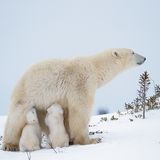 Eisbärin und ihre zwei Jungen