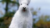 Schneehasen