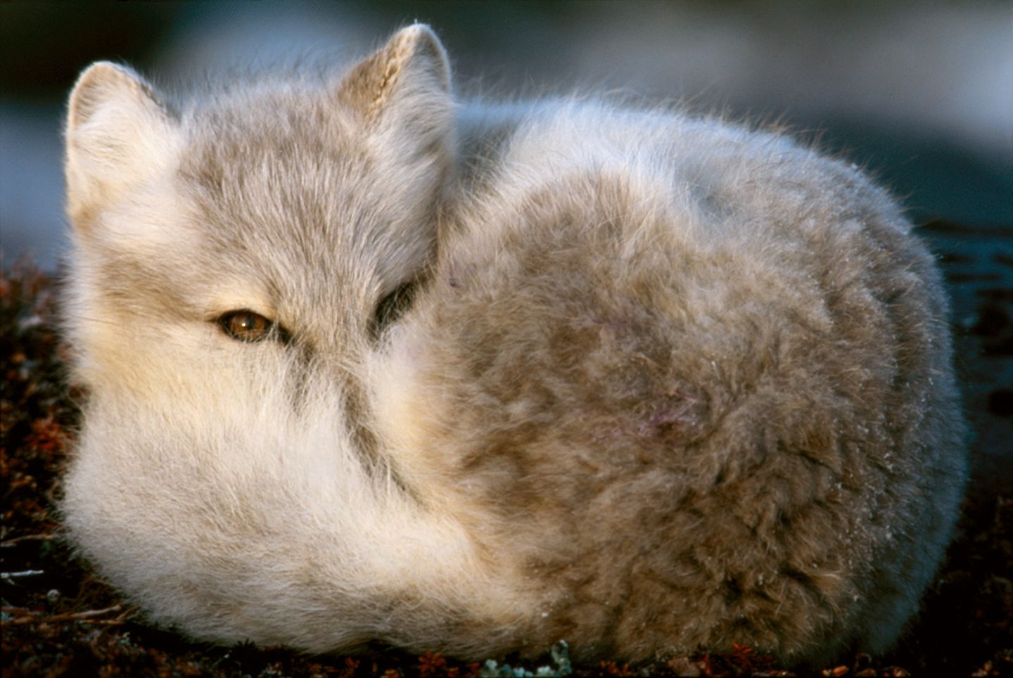 Jungfüchse, Churchill, Cape Merry Polarfuchs
