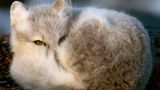 Polarfuchs