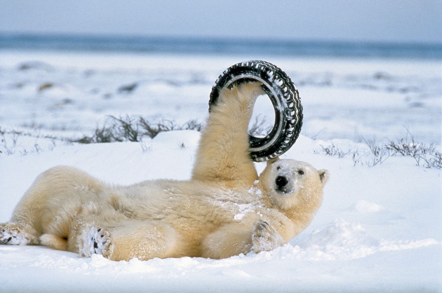 Eisbär