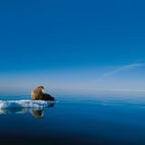 Atlantischer Walross