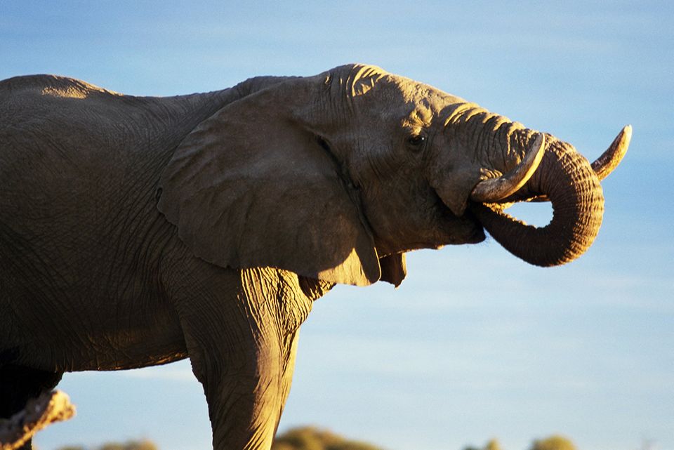 Elefanten sind sehr kluge Tiere Elefanten sind sehr kluge Tiere