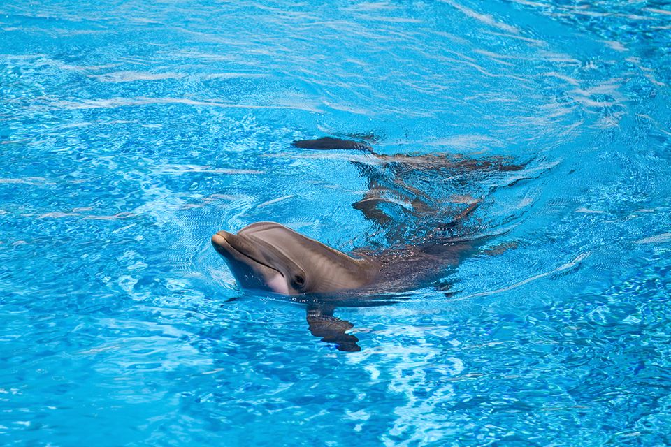 Delfin im Wasser Delfin im Wasser