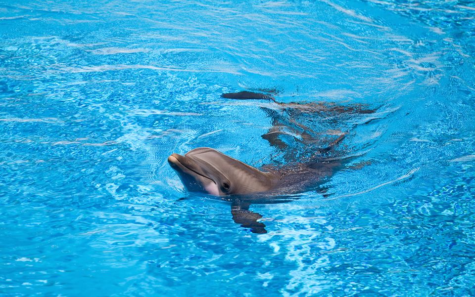 Delfin im Wasser Delfin im Wasser