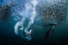 Sardine Run/ Siena International Photography Awards 2016