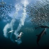 Sardine Run/ Siena International Photography Awards 2016