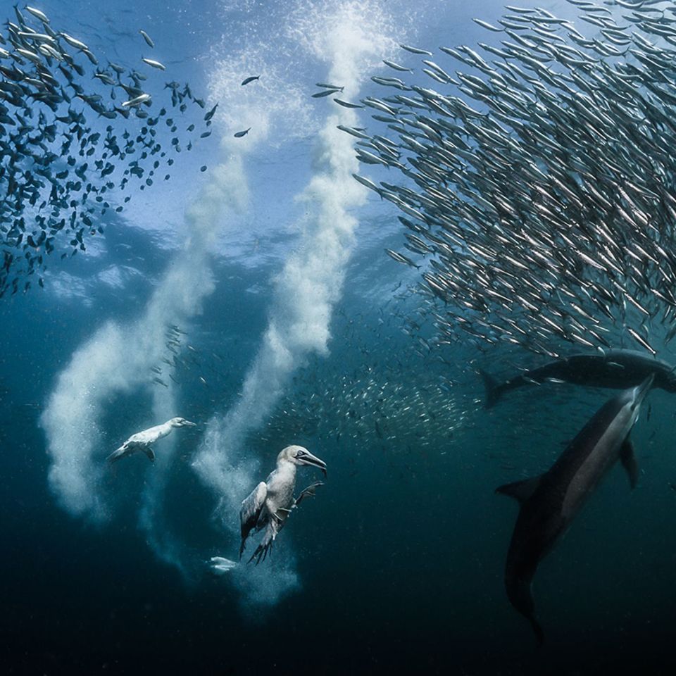 Sardine Run/ Siena International Photography Awards 2016
