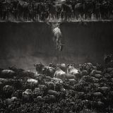 Nicole Cambré/ Siena International Photography Awards 2016