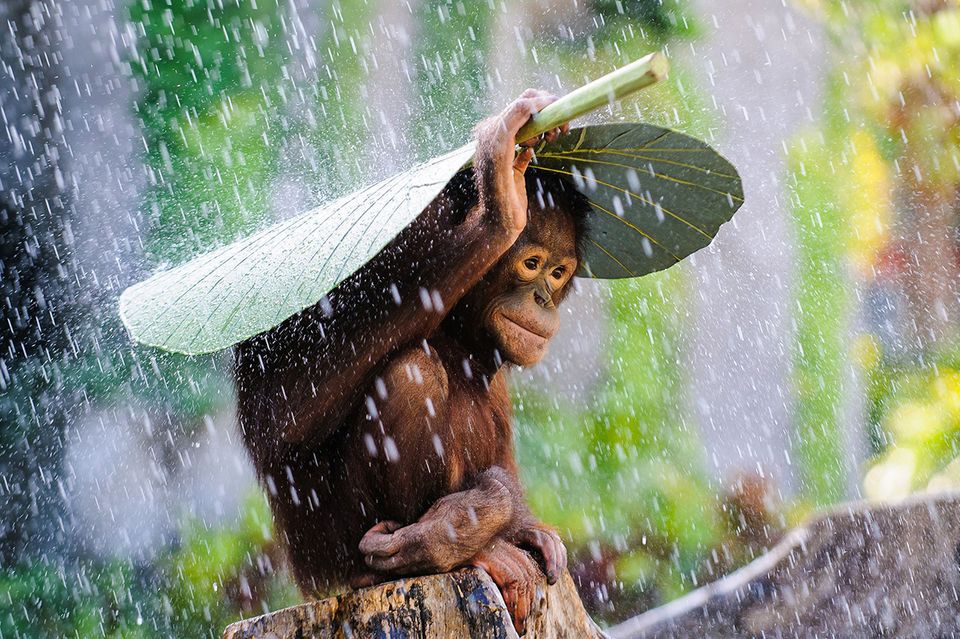 Andrew Suryono/ Siena International Photography Awards 2016