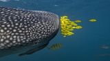 David Robinson/ Siena International Photography Awards 2016