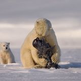 Roie Galitz/ Siena International Photography Awards 2016