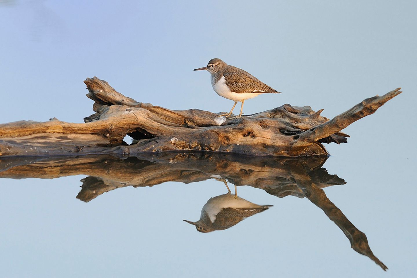 Bruchwasserläufer
