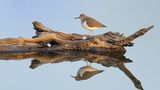 Bruchwasserläufer