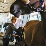 Pferd Selma wird von Henry gestriegelt