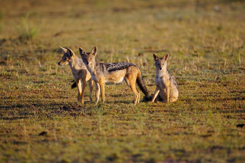 Drei Schakale in der Wildnis