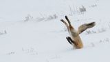 Comedy Wildlife Photography Awards