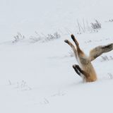 Comedy Wildlife Photography Awards