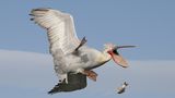 Comedy Wildlife Photography Awards