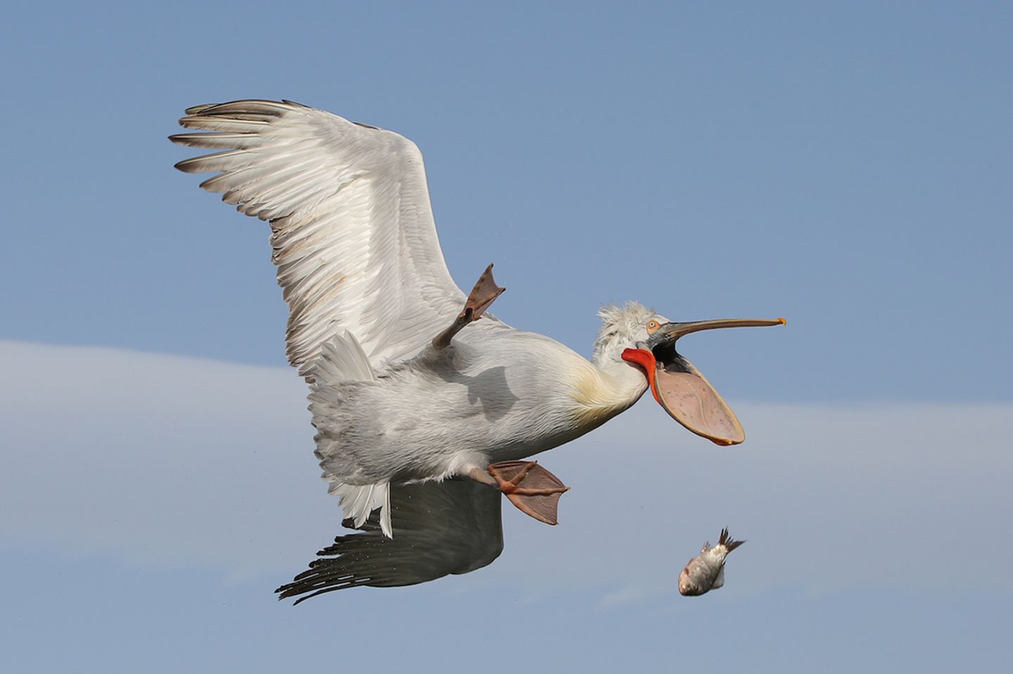 Comedy Wildlife Photography Awards