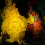 Comedy Wildlife Photography Awards