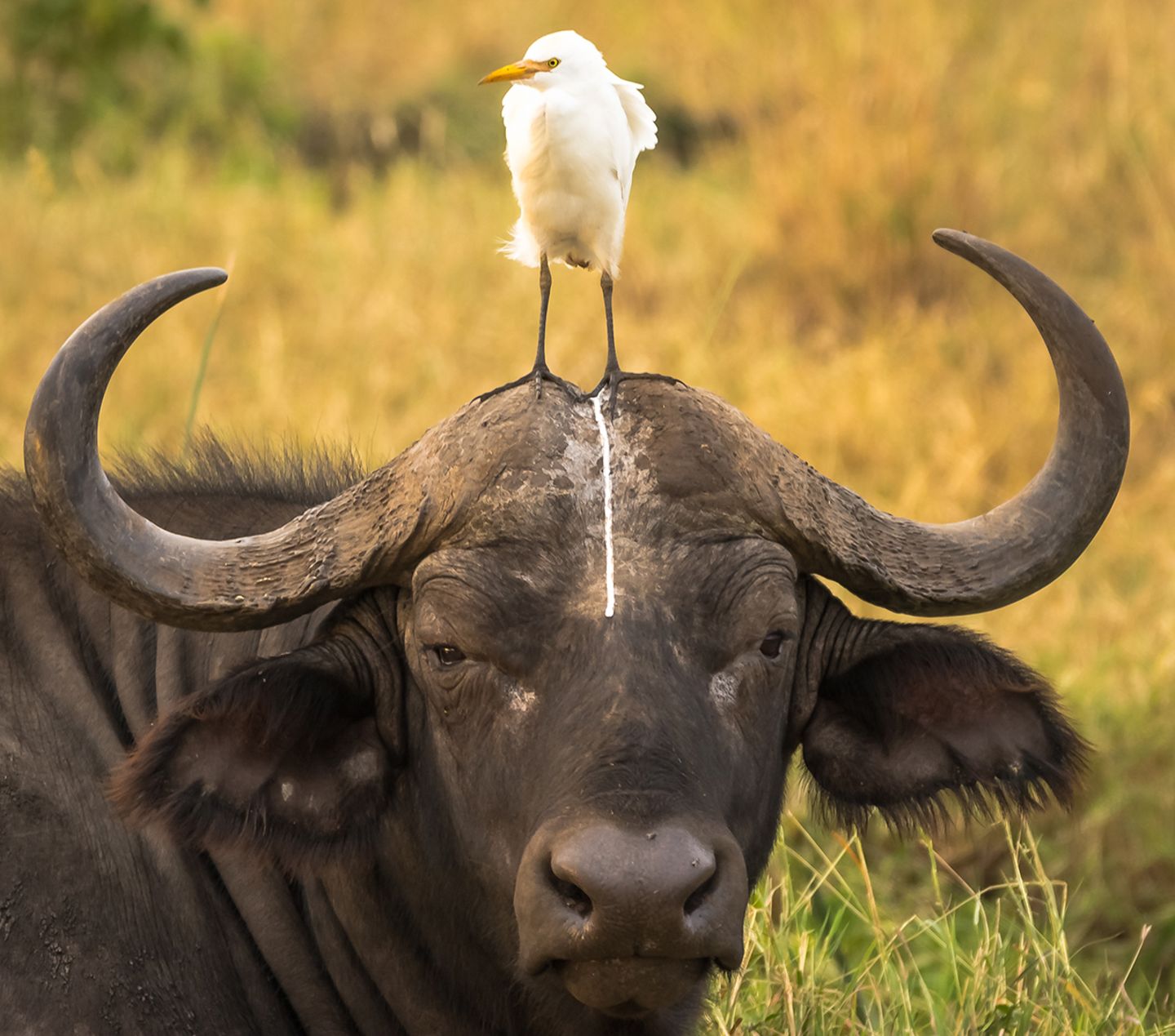 Comedy Wildlife Photography Awards