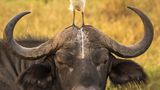 Comedy Wildlife Photography Awards
