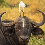 Comedy Wildlife Photography Awards