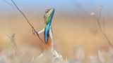 Comedy Wildlife Photography Awards