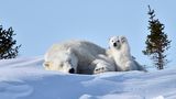 Comedy Wildlife Photography Awards