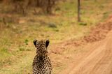Comedy Wildlife Photography Awards
