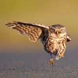 Comedy Wildlife Photography Awards