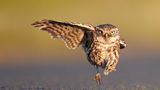 Comedy Wildlife Photography Awards