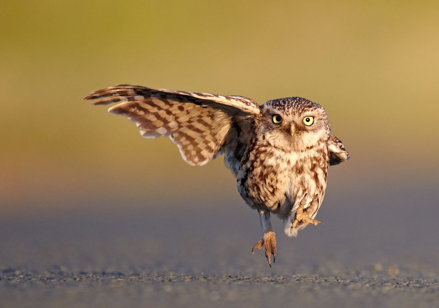 Comedy Wildlife Photography Awards