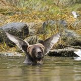 Comedy Wildlife Photography Awards