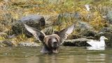 Comedy Wildlife Photography Awards