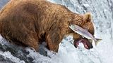 Comedy Wildlife Photography Awards